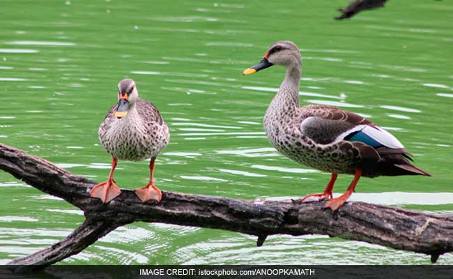 10 Ducks Found Dead In Hauz Khas Deer Park In Delhi