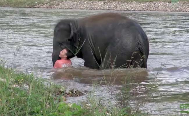 Baby Elephant Rushes To Save 'Drowning' Human Friend In Video Gone Viral