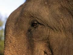Wild Elephant Dies At Construction Site In Assam