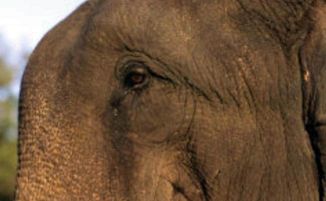 Wild Elephants Unleash Panic In Mayurbhanj District