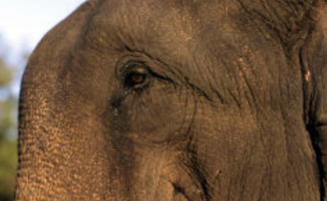 Wild Elephant Dies At Construction Site In Assam