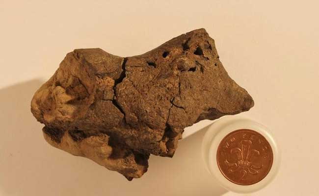 The World's First Fossilized Dinosaur Brain May Have Been Found