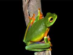 New Colourful Tree Frog Species Discovered In Australia