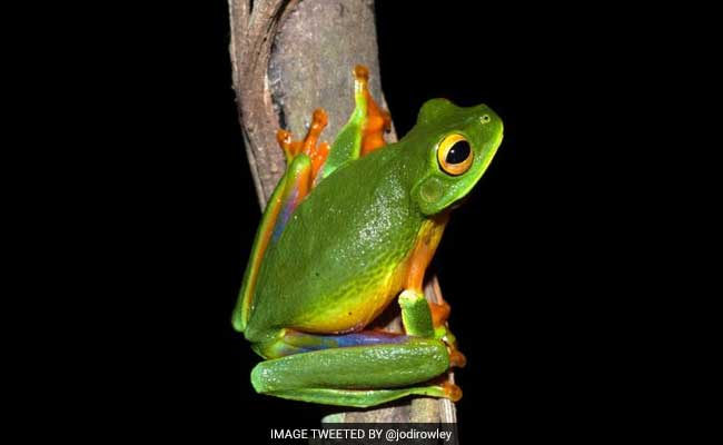 New Colourful Tree Frog Species Discovered In Australia