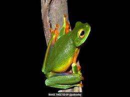 New Colourful Tree Frog Species Discovered In Australia New Colourful Tree Frog Species Discovered In Australia