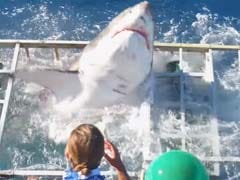 Great White Shark Thrashed Into A Cage - And A Diver Was Inside