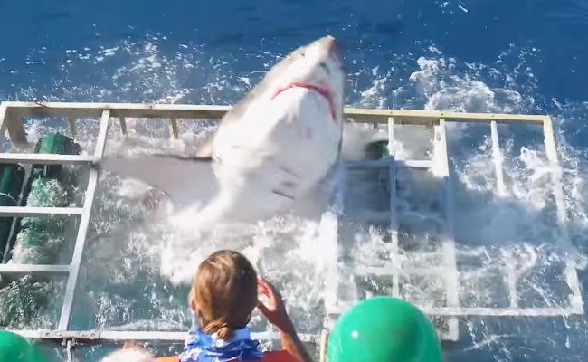 Great White Shark Thrashed Into A Cage - And A Diver Was Inside