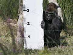 London Zoo Calls Gorilla Escape 'Minor'; Others See Risks