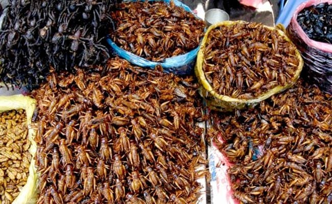 Thailand To Export Insects To EU For Human Consumption