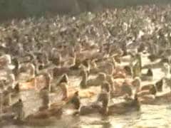 1 Lakh Ducks To Be Culled In Kerala, Says Animal Husbandry Minister