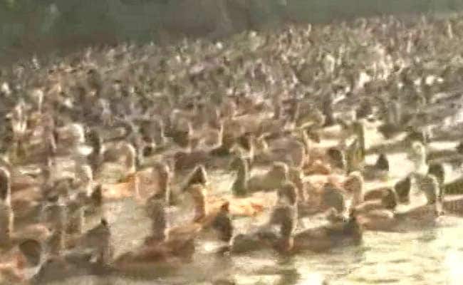 No Need For Panic Over Avian Flu: Kerala Government