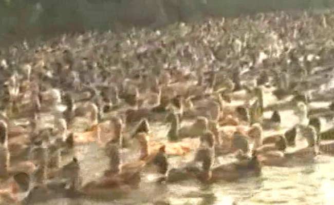 Bird Flu Spreads To Kerala's Kottayam
