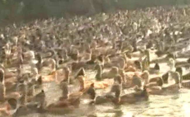 Bird Flu Update: चार राज्यों में बर्ड फ्लू का प्रकोप, हरियाणा में हाई अलर्ट