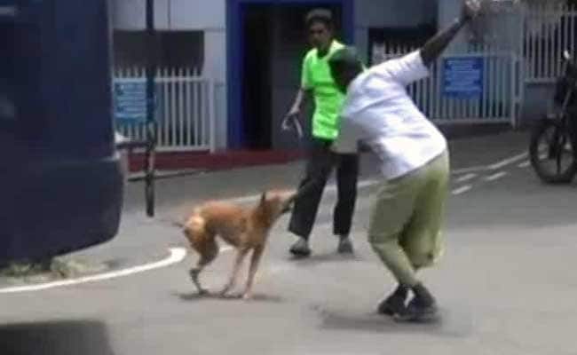 In Kerala, Special Offer On Air Guns To Deal With Stray Dogs
