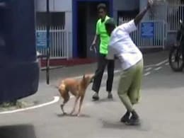 Concern For Dogs Can't Override Value Of Human Life: Supreme Court Concern For Dogs Can't Override Value Of Human Life: Supreme Court