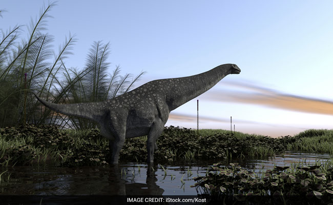 Largest Dinosaur Fossil In Brazil Discovered