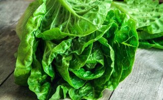 Third Lettuce Crop Planted on Space Station