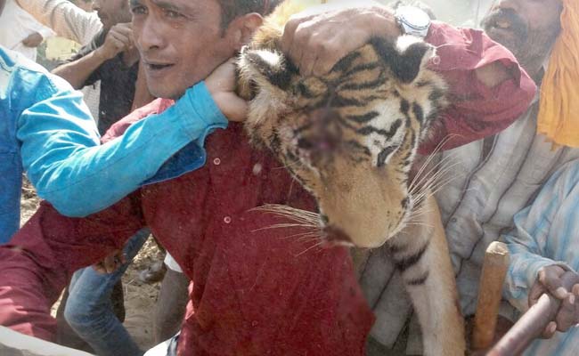 Man-Eating Tigress Of Corbett Shot 11 Times, Paraded By Villagers