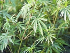 High Demand As Nevada Becomes Latest US State To Legalize Marijuana