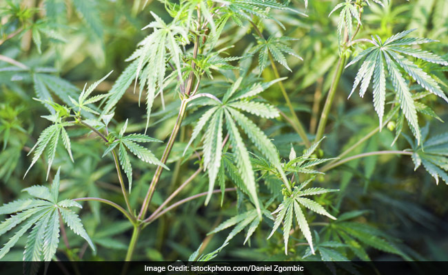 Drug Cops Raid An 81-Year-Old Woman's Garden To Take Out A Single Marijuana Plant