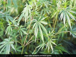Drug Cops Raid An 81-Year-Old Woman's Garden To Take Out A Single Marijuana Plant Drug Cops Raid An 81-Year-Old Woman's Garden To Take Out A Single Marijuana Plant