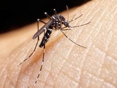 Zika Virus May Lead To a Miscarriage in Pregnant Women
