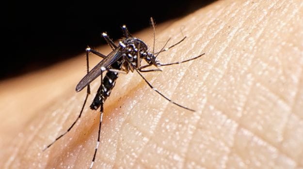 Altering 'Flavour' of Humans Can Tackle Malaria