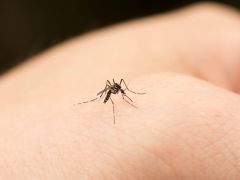 Andhra Pradesh Plans To Enact Legislation To Check Mosquito Menace