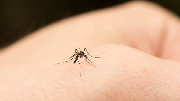 Dengue, Chinkungunya Cases Decline as the Weather Becomes Colder