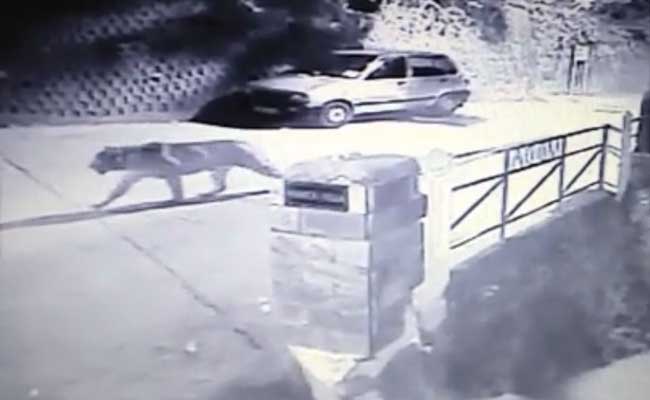 Leopard Scare Grips Mussoorie With Twin Sightings In A Week