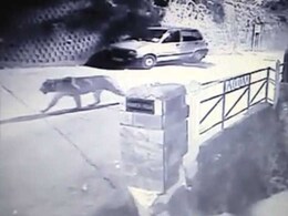 Leopard Scare Grips Mussoorie With Twin Sightings In A Week Leopard Scare Grips Mussoorie With Twin Sightings In A Week