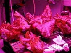 Third Lettuce Crop Planted On International Space Station