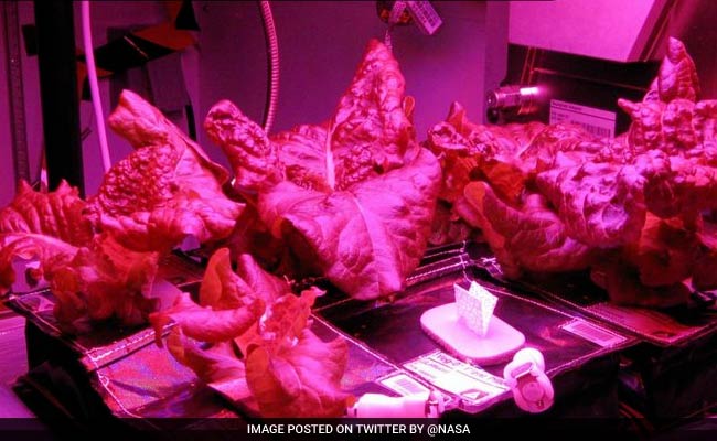 Red Leaf Lettuce: मोटापा से लेकर ब्लड प्रेशर को कंट्रोल करने तक, जानें इस लाल रंग के पत्ते को खाने के 5 फायदे Red Leaf Lettuce: मोटापा से लेकर ब्लड प्रेशर को कंट्रोल करने तक, जानें इस लाल रंग के पत्ते को खाने के 5 फायदे