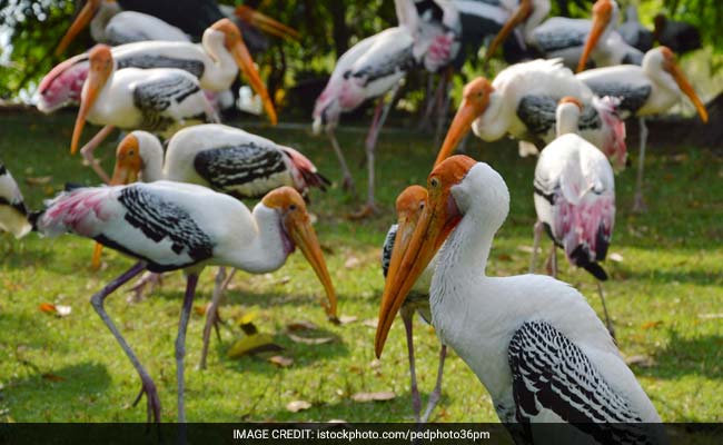 Delhi Zoo Records 500 Local Migratory Stork Births Amid Bird Flu Scare