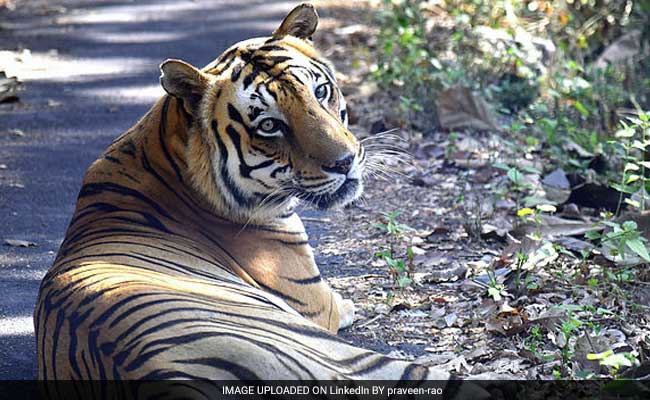 Global Network's Concern Over Indian Data On Tiger Poaching