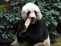 Jia Jia, World's Oldest-Ever Panda In Captivity, Dies At 38