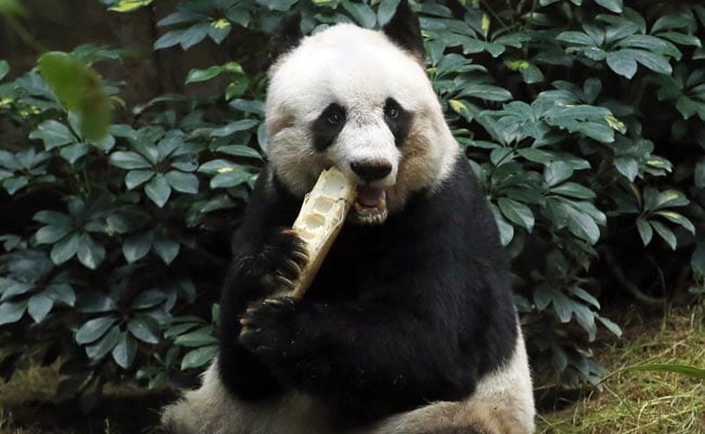 Jia Jia, World's Oldest-Ever Panda In Captivity, Dies At 38