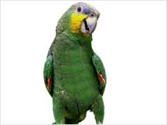 Chatty Family Parrot Exposes Cheating Husband's Affair To Wife