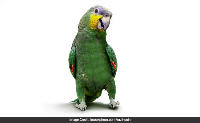 Chatty Family Parrot Exposes Cheating Husband's Affair To Wife