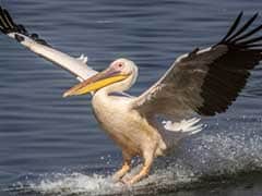 Fresh Pelican Deaths In Delhi Zoo