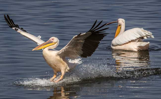 Fresh Pelican Deaths In Delhi Zoo