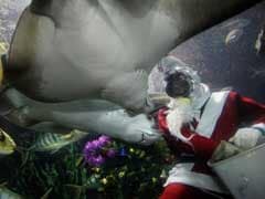Singapore Aquarium Diver Killed In Stingray Attack