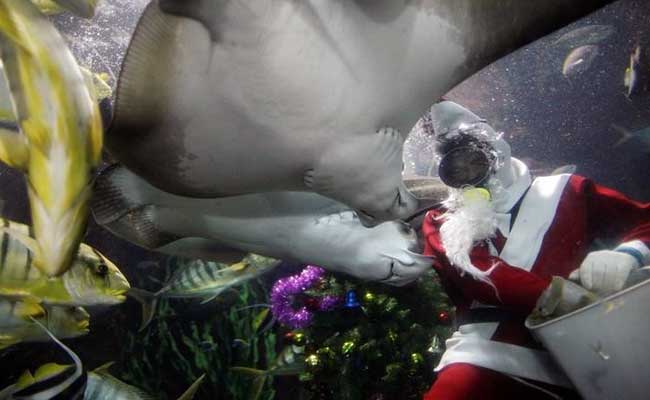 Singapore Aquarium Diver Killed In Stingray Attack