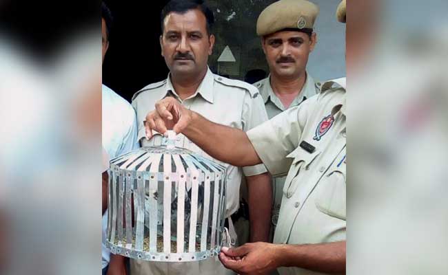 Pigeon With 'Message' For PM Modi Taken Into Custody In Punjab