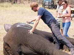 Prince Harry Helps Relocate 500 Elephants In Malawi