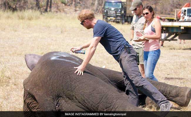 Prince Harry Helps Relocate 500 Elephants In Malawi