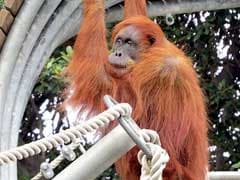 Perth Zoo's Puan The Orangutan Becomes Oldest In World