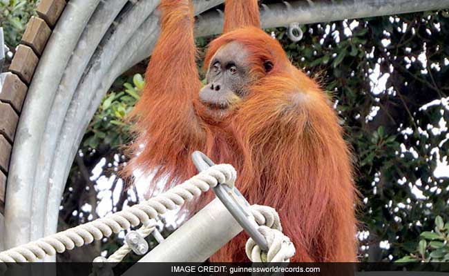 Perth Zoo's Puan The Orangutan Becomes Oldest In World