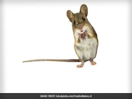 Mice Replicate Jet Engines To Sing Ultrasonic Love Songs! Mice Replicate Jet Engines To Sing Ultrasonic Love Songs!