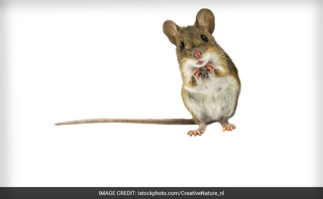 Mice Replicate Jet Engines To Sing Ultrasonic Love Songs!